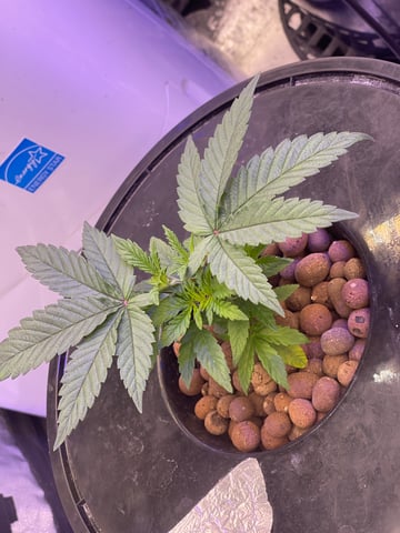 1st Ever Grow (Fat Bastard)(RDWC)  — vegetative, day 33