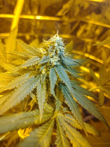 first grow — flower, day 25