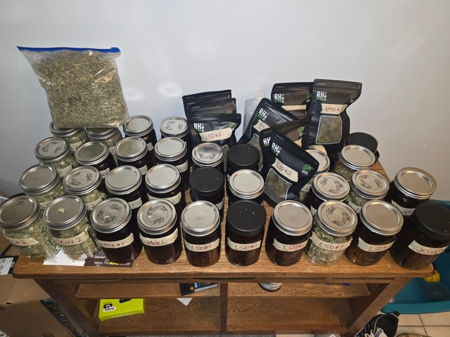 First Autoflower Indoor