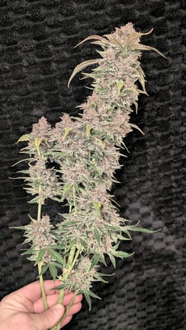 Mixed Grow — flower, day 95