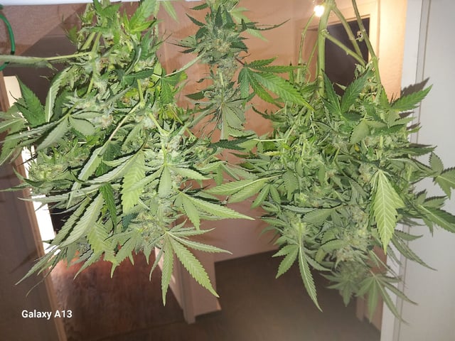 10x Critical Feminisiert from Ganjafarmerseeds  — flower, day 114