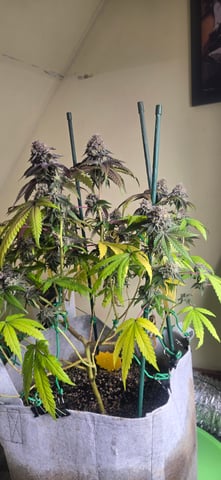 Looking for advice! — flower, day 95