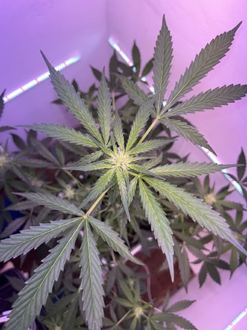 Gigawatt  — vegetative, day 83