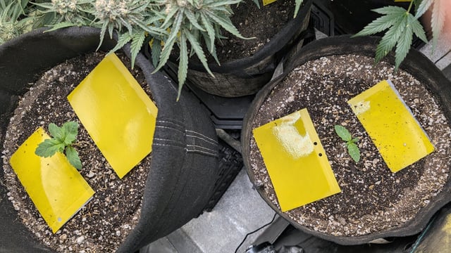 Perpetual Autoflower Mixed Grow #3 — flower, day 61