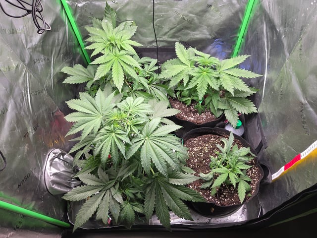 Special Kush#1 and Purple Queen Auto  — vegetative, day 31