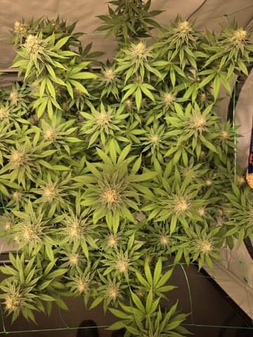 Zoap & Mimosa x OrangePunch — flower, day 106