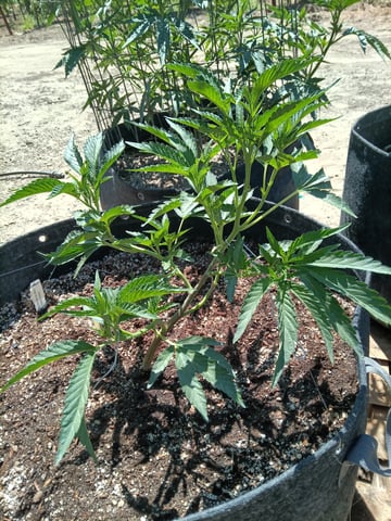 first 4 — vegetative, day 2