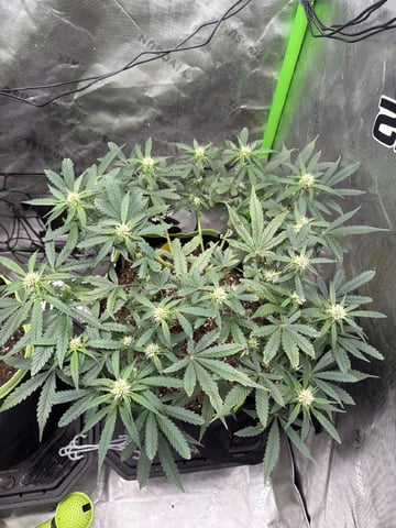 Midsummer Outdoor — flower, day 45