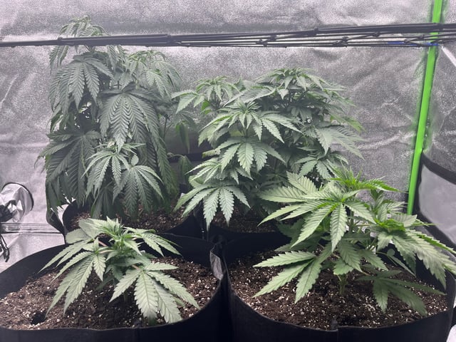 My First Four — vegetative, day 46
