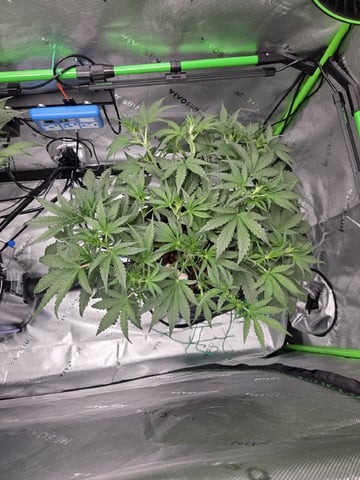 Northern Lights / Banana Kush — flower, day 52