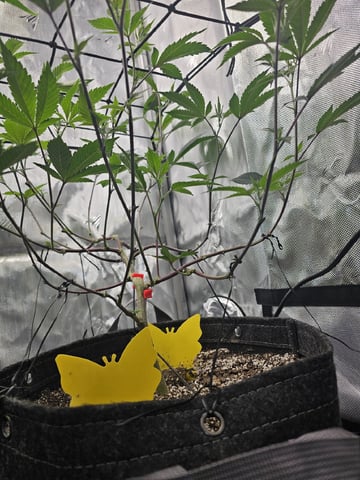 First Grow — flower, day 68