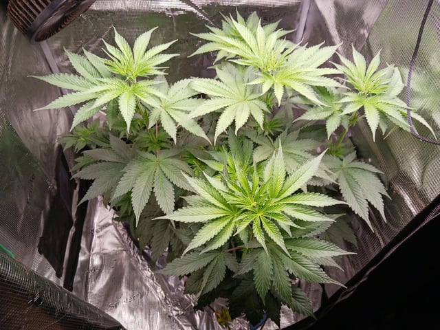 Gorilla Sherbert Feminized From Blimburn Seeds  — flower, day 38