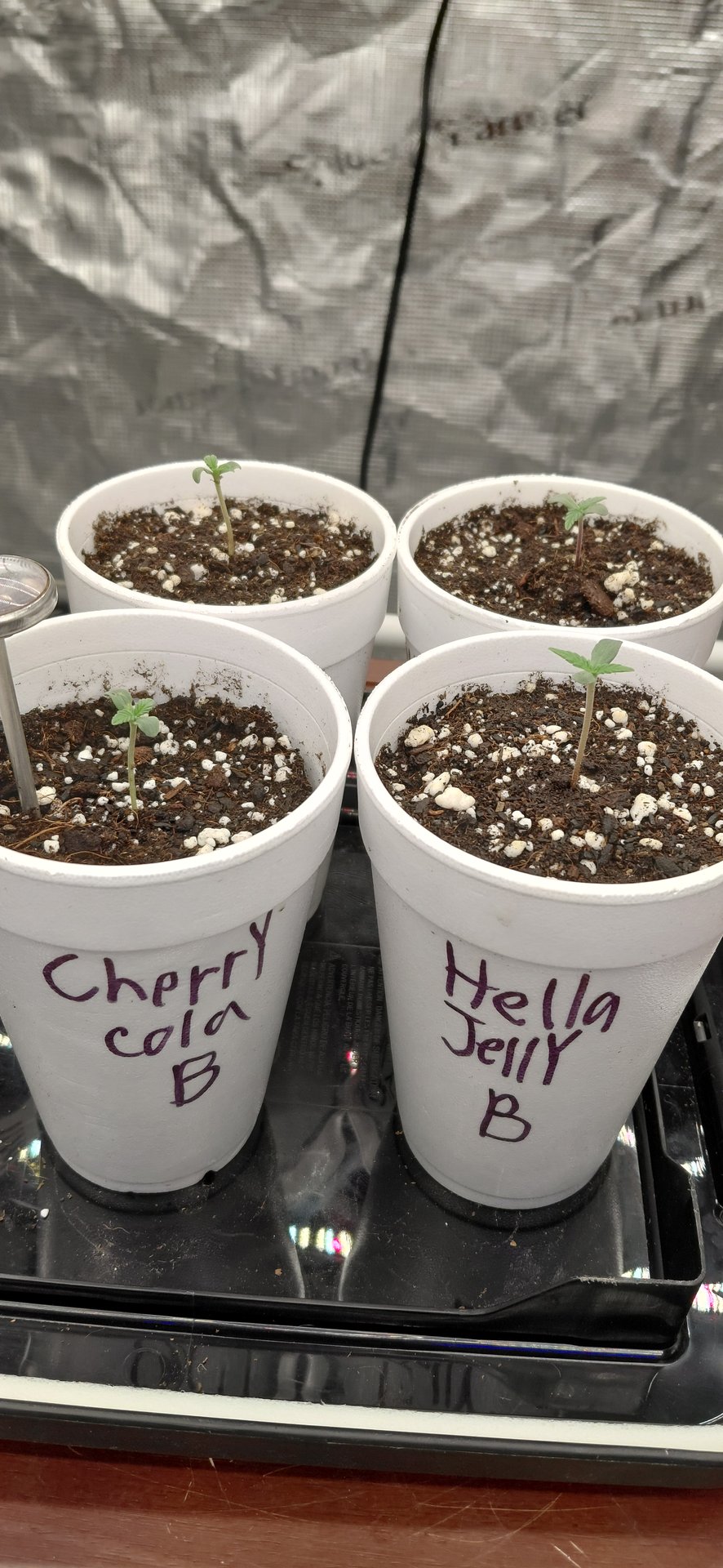 Autoflowers 