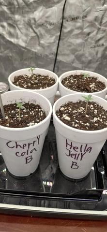 Autoflowers 