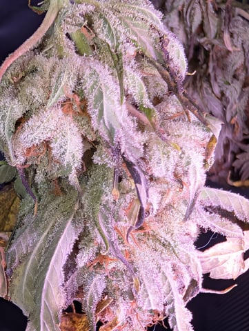 Golden Goat — done, day 48