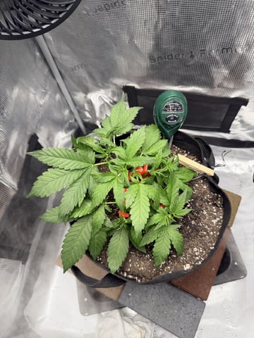 Gorilla Cookies 2nd Try — vegetative, day 35