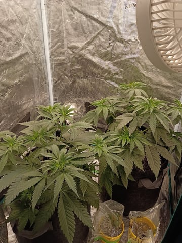 First Grow — vegetative, day 31