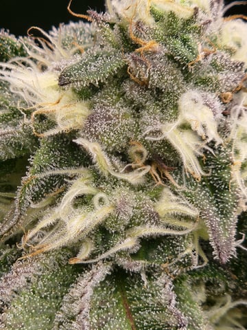 Fat Matt's 1st grow — flower, day 18