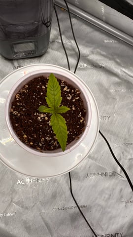 Spring/Summer 2026 Indoor Grow