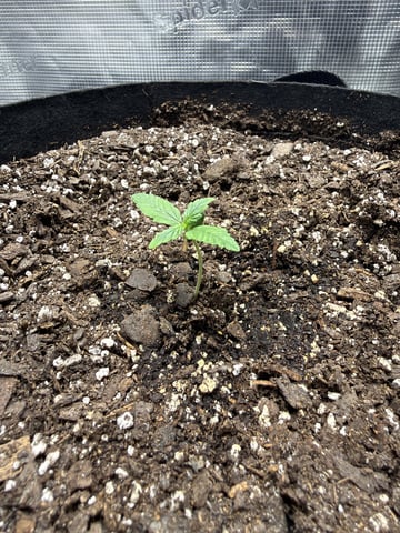 Gorilla Cookies 2nd Try — seedling_rooting, day 14