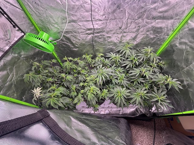 BTY OG & Jungle Cake