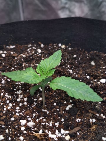 Maui wowie  — seedling_rooting, day 21