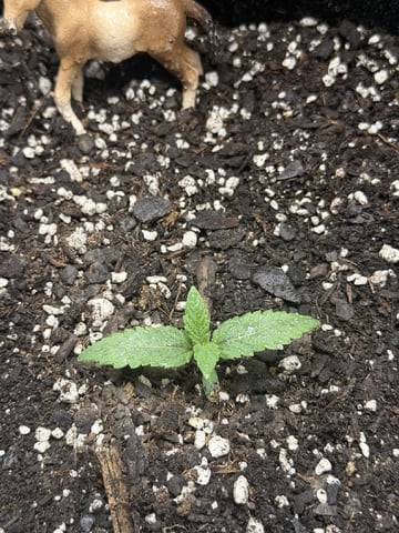 BloodMoon Gelato — seedling_rooting, day 14