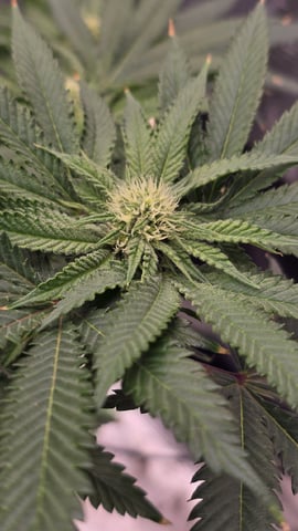 mc nuggets r1 — flower, day 65