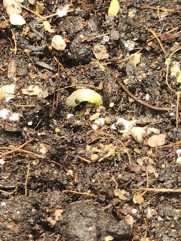 HE1E we GROW  — germination, day 27