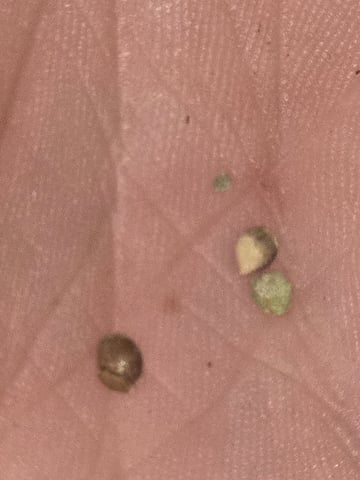 3rd Auto Grow — germination, day 23