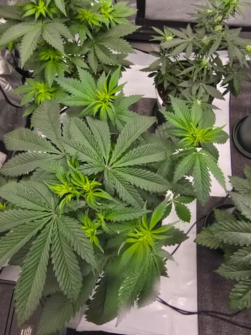 Homegrown - 🍒 🥧 & GSC Auto, 🚀 Seeds 🍌 Buttercups  — flower, day 37