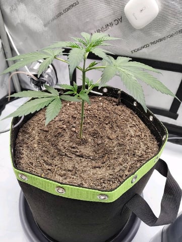 Critical Runtz ( Sensi Seeds ) — vegetative, day 12