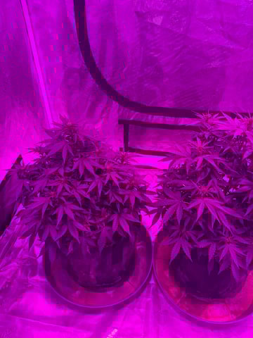 First Auto — flower, day 48