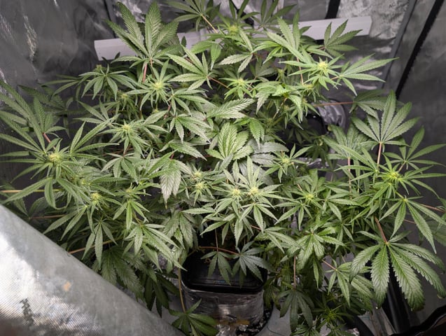Black African Magic feminization  — flower, day 36