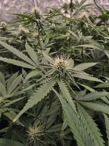 Oceanz 16 — flower, day 129