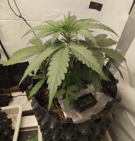 F1 apollo — vegetative, day 18