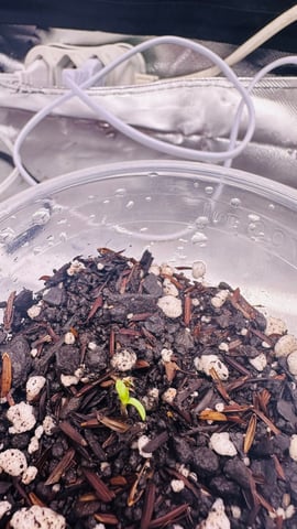 Cabana do Gato — seedling_rooting, day 6