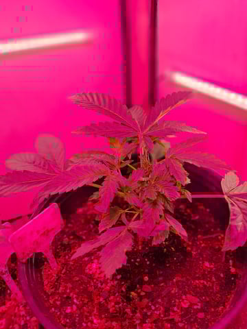 lil babies  — vegetative, day 4