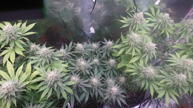 Closet grow  — flower, day 71