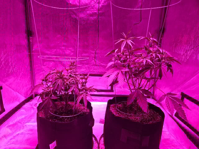 BLACKCHERRY SHERB — vegetative, day 13