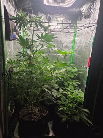 Special Kush#1 and Purple Queen Auto  — vegetative, day 50