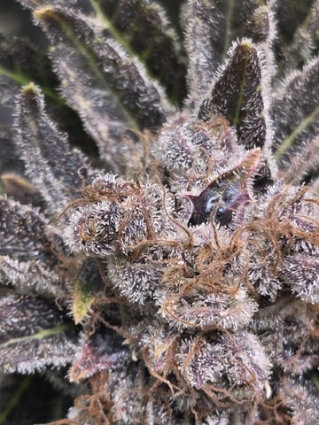 Special Kush#1 and Purple Queen Auto  — flower, day 146