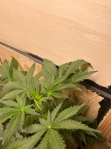 Auto variety  — flower, day 43