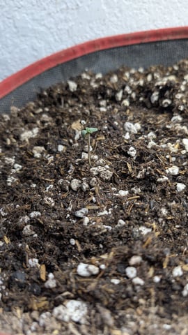 August Grow — seedling_rooting, day 1