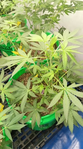 Third Grow — flower, day 71