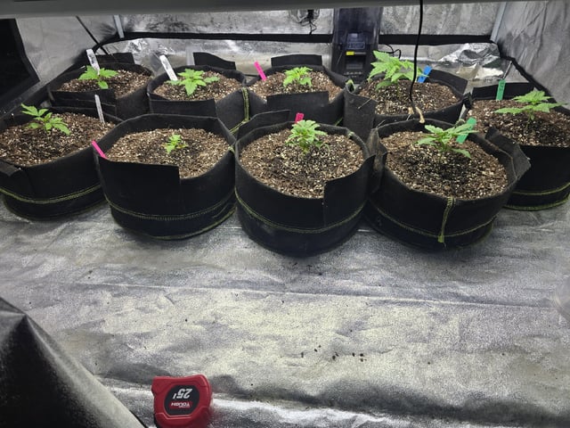 Autos AGAIN