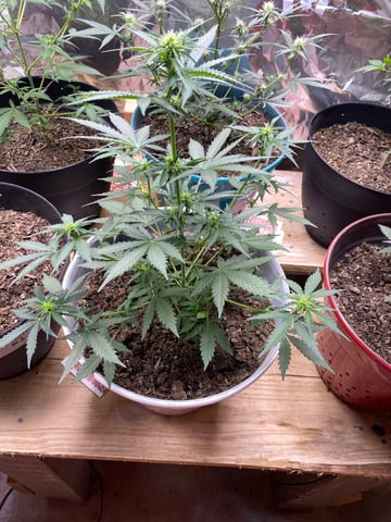 Rainbow Mints — vegetative, day 11