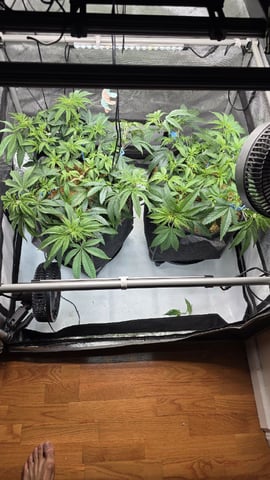 Strawberry Sugar  — vegetative, day 50