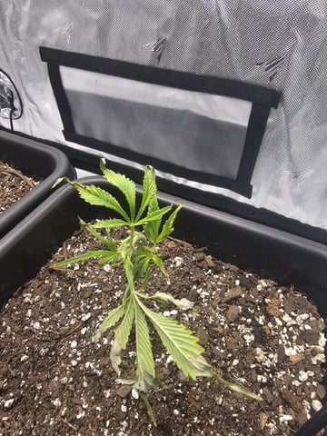 First Grow — vegetative, day 7