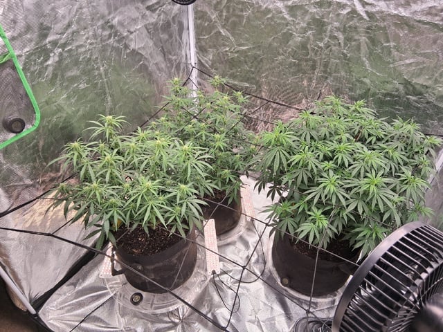 Seedman mix auto & seedman mix auto & GodFather OG — auto, day 66